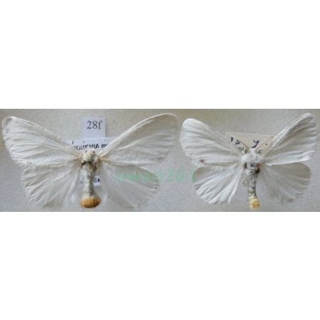 Euproctis similis (Fuessly, 1775) pair Kuprówka złotnica Czech28f